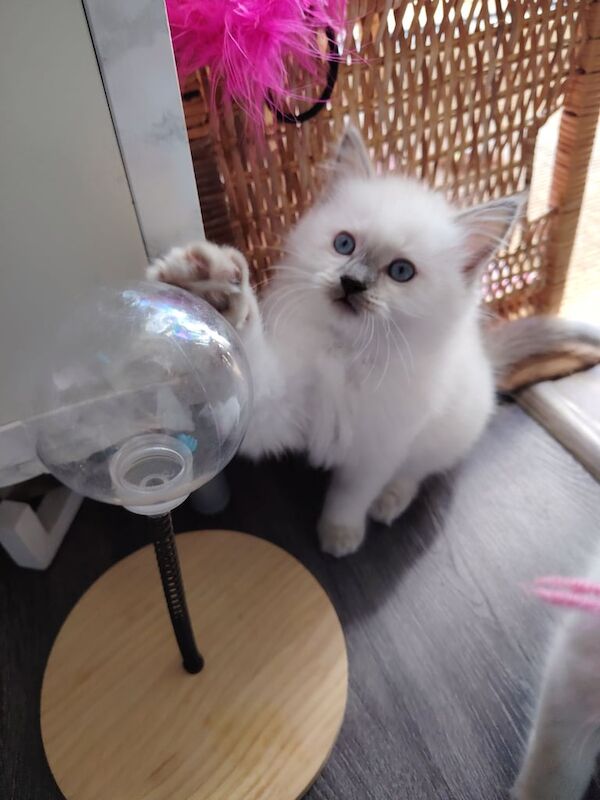 Ragdoll kittens for sale in Edinburgh, City of Edinburgh – 8 weeks old - Image 3 of 3
