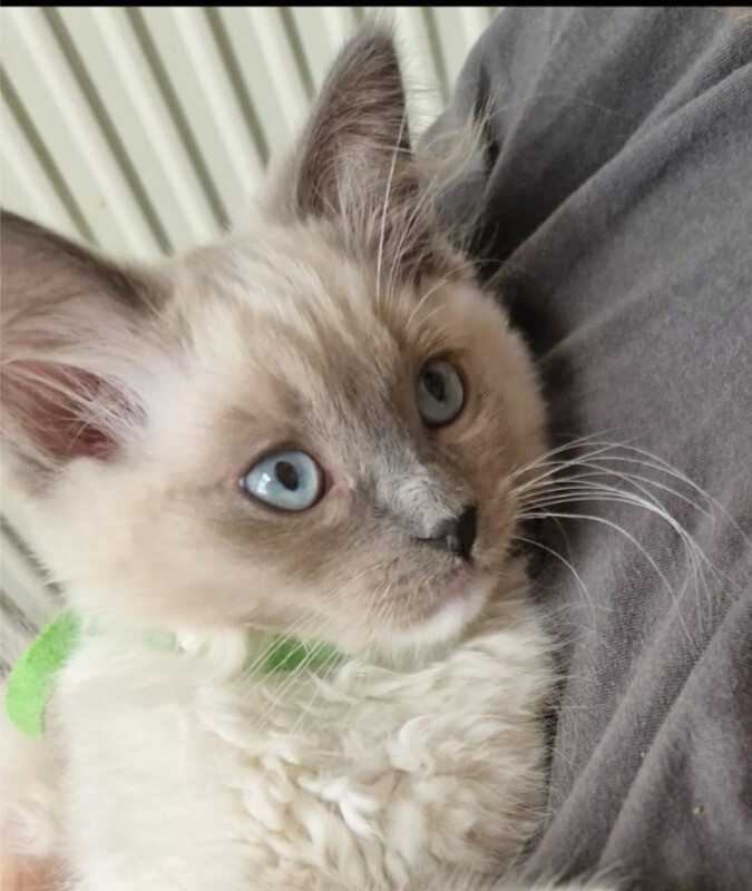 Ragdoll kittens for sale in Westminster, Westminster, Greater London – 1 year old