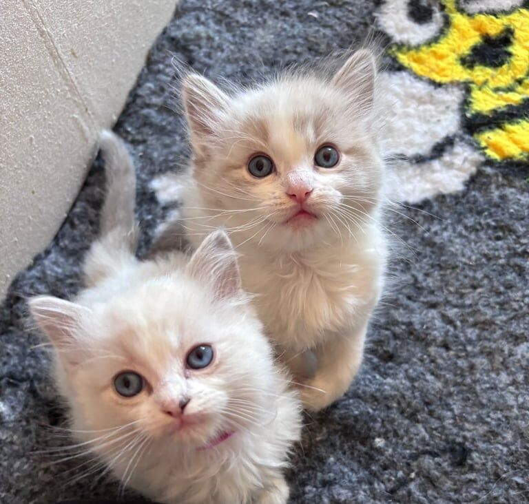 Pure Ragdoll kittens for sale in Bexhill-on-Sea, East Sussex