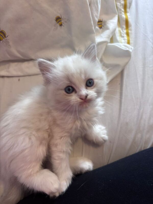 Pure Ragdoll kittens for sale in Bexhill-on-Sea, East Sussex | Image 2