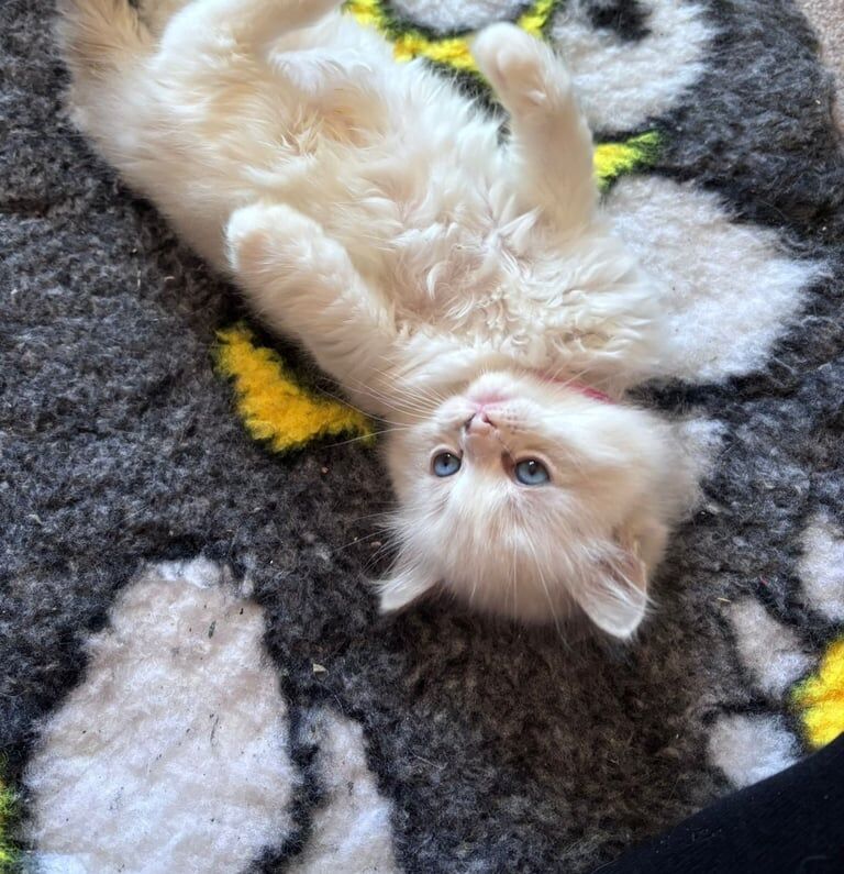 Pure Ragdoll kittens for sale in Bexhill-on-Sea, East Sussex | Image 3