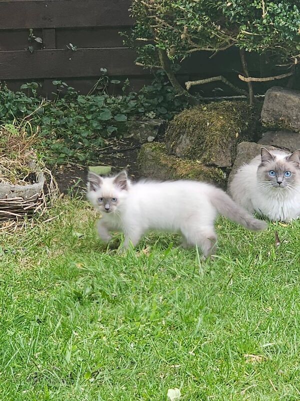 Pure ragdoll kittens for sale in Ashton-under-Lyne, Greater Manchester