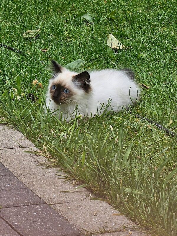 Pure ragdoll kittens for sale in Ashton-under-Lyne, Greater Manchester | Image 2