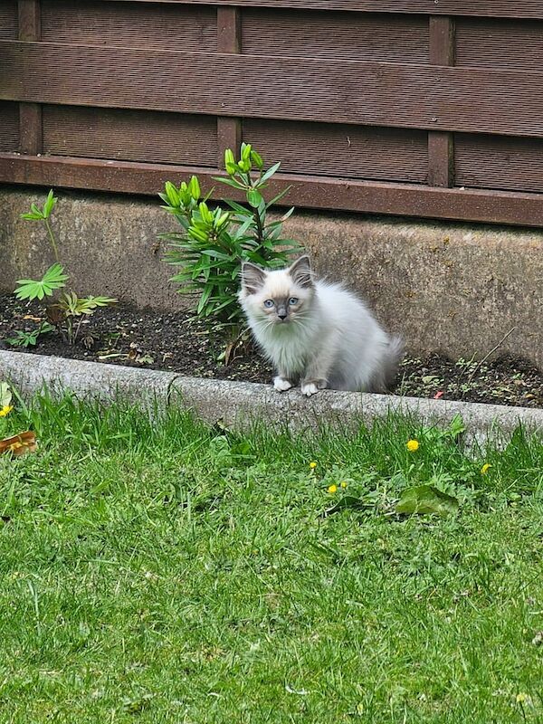 Pure ragdoll kittens for sale in Ashton-under-Lyne, Greater Manchester | Image 3