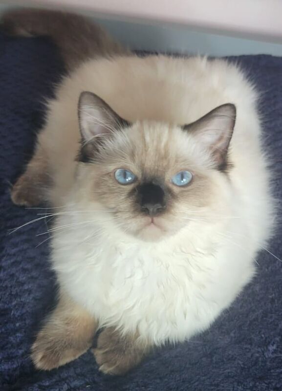 Ragdoll kittens for sale in Croydon, Greater London – 11 weeks old