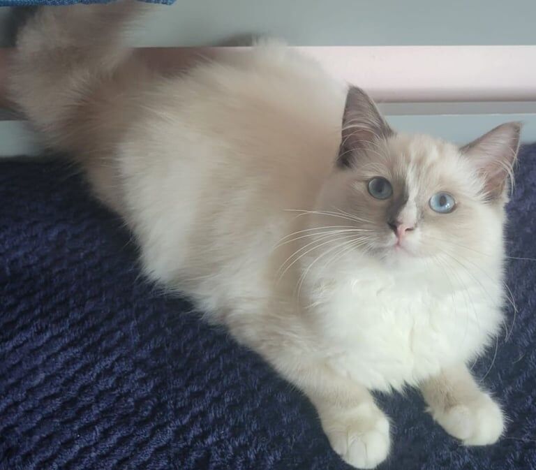 Ragdoll kittens for sale in Croydon, Greater London – 11 weeks old - Image 2 of 3