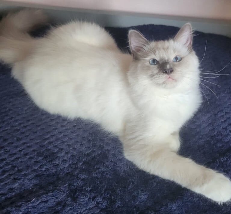 Ragdoll kittens for sale in Croydon, Greater London – 11 weeks old - Image 3 of 3