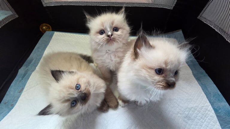 Ragdoll kittens for sale in Dunbar, East Lothian – 5 weeks old