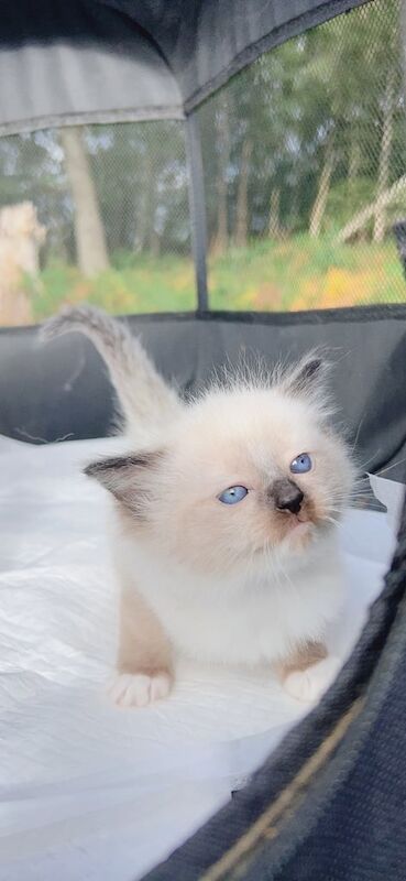 Ragdoll kittens for sale in Linwood, Renfrewshire – 8 weeks old - Image 3 of 3