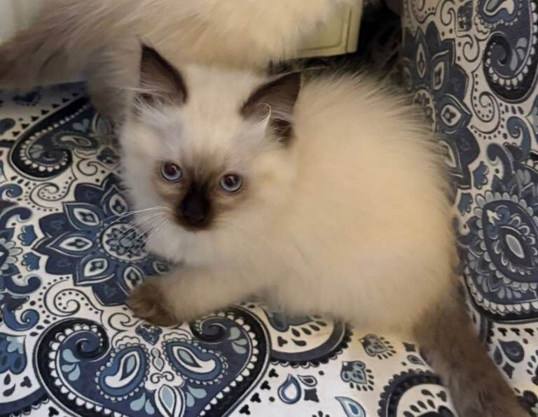 Ragdoll kittens for sale in Galston, Ayrshire and Arran – 10 weeks old