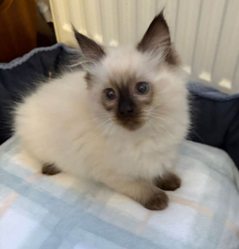 Ragdoll kittens for sale in Galston, Ayrshire and Arran – 10 weeks old - Image 2 of 3