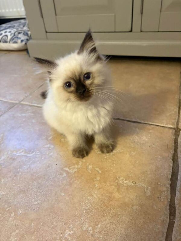 Ragdoll kittens for sale in Galston, Ayrshire and Arran – 10 weeks old - Image 3 of 3