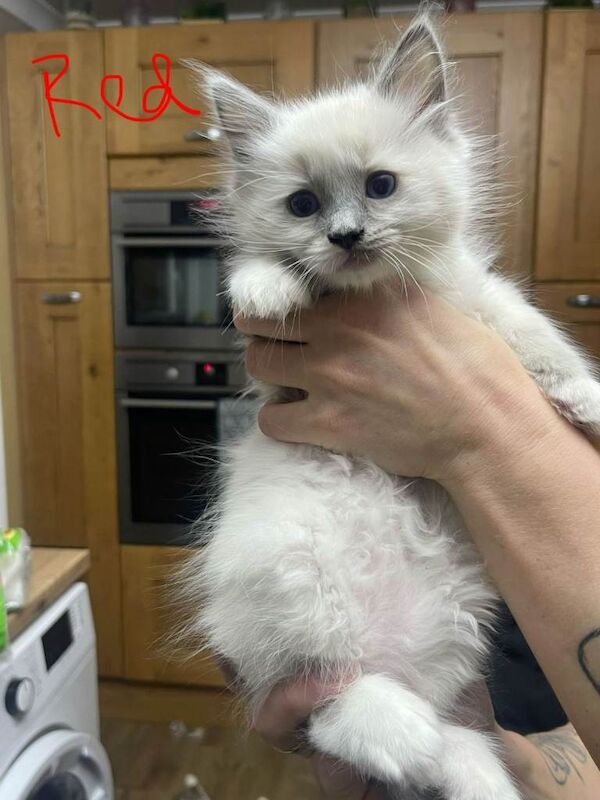 Ragdoll Kittens For Sale