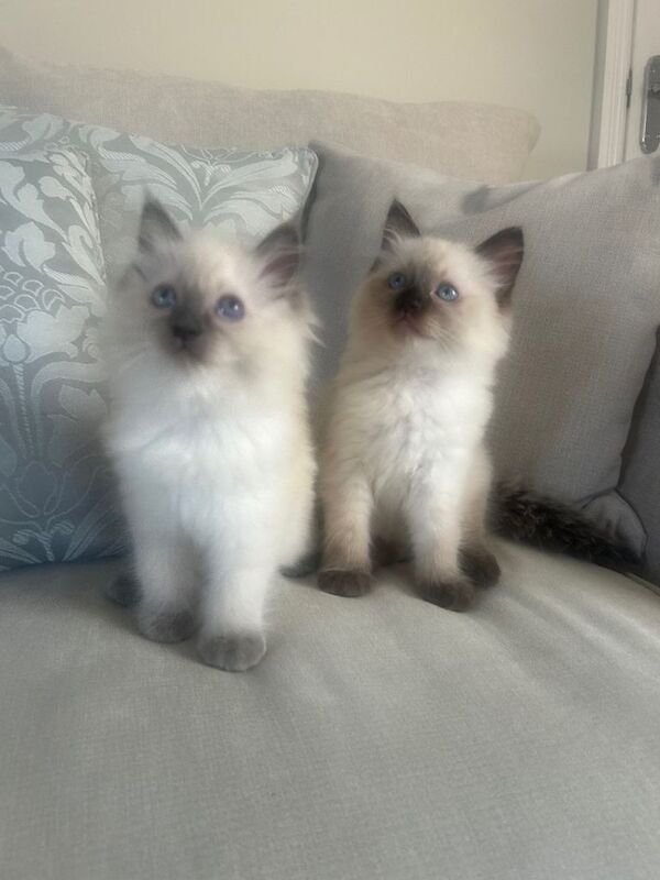 Pure ragdoll kittens