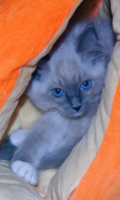 Ragdoll kittens for sale in Highland Boath, Nairn – 11 weeks old