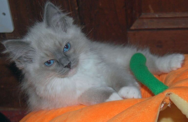 Ragdoll kittens for sale in Highland Boath, Nairn – 11 weeks old - Image 2 of 3