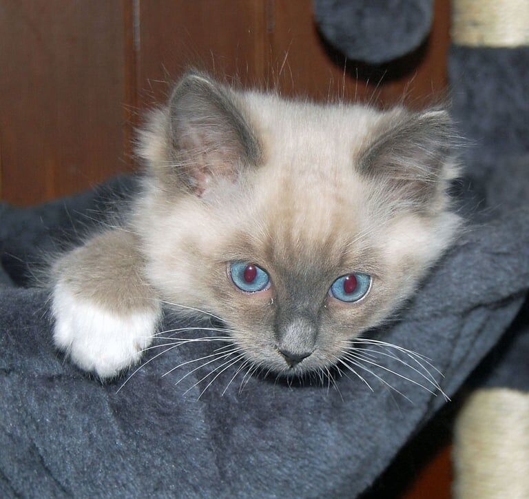Ragdoll kittens for sale in Highland Boath, Nairn – 11 weeks old - Image 3 of 3