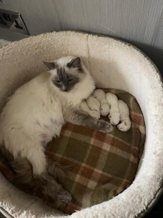 Pure Ragdoll kittens available to reserve for sale in Wolverhampton, West Midlands