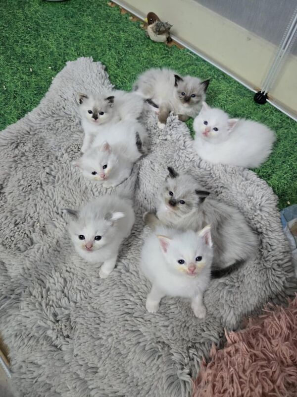 Ragdoll kittens for sale in Northfleet, Kent – 6 weeks old
