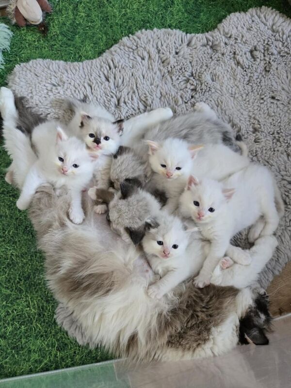 Ragdoll kittens for sale in Northfleet, Kent – 6 weeks old - Image 2 of 3