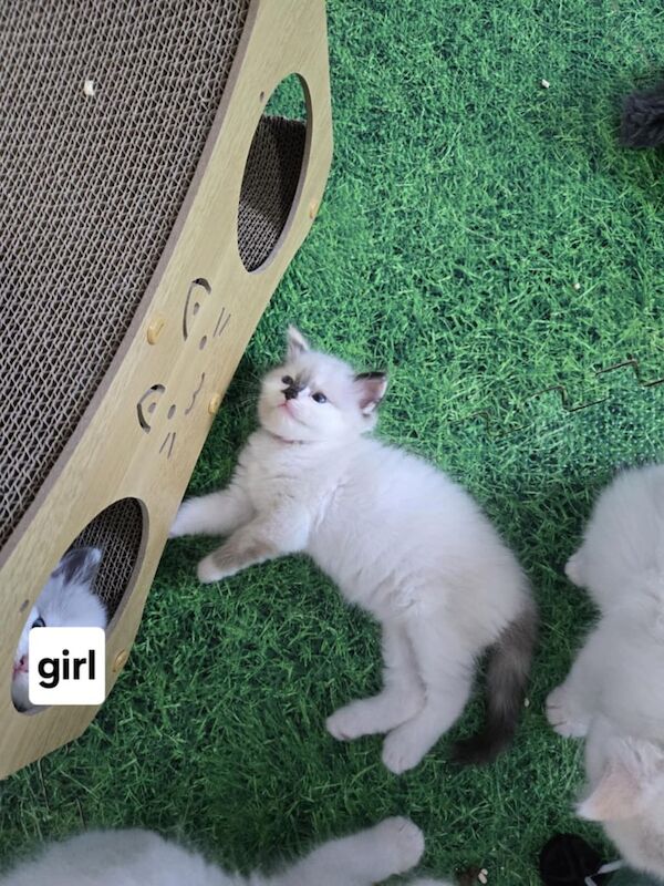 Ragdoll kittens for sale in Northfleet, Kent – 6 weeks old - Image 3 of 3