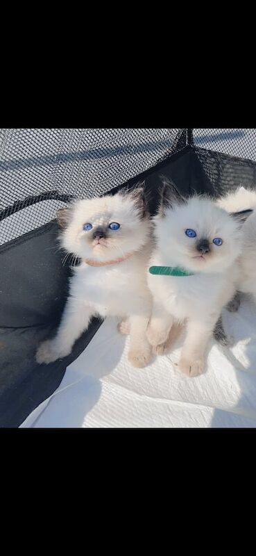 Ragdoll kittens for sale in Linwood, Renfrewshire – 8 weeks old