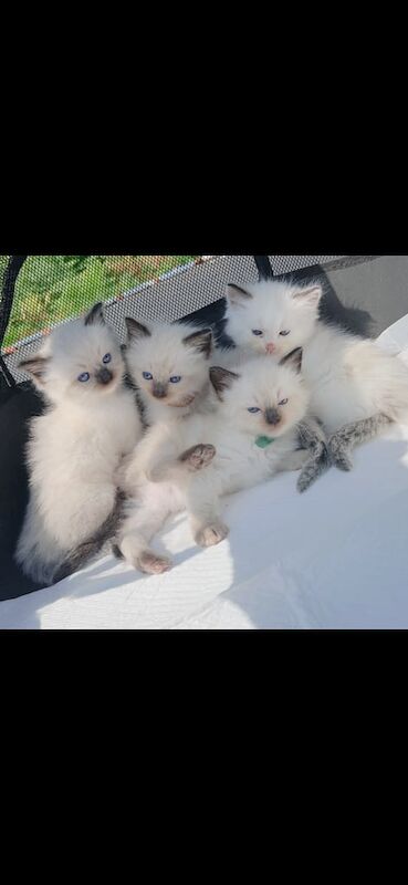 Ragdoll kittens for sale in Linwood, Renfrewshire – 8 weeks old - Image 2 of 3