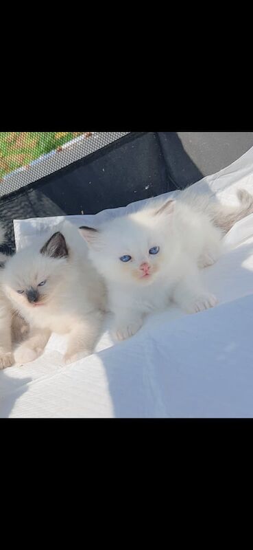 Ragdoll kittens for sale in Linwood, Renfrewshire – 8 weeks old - Image 3 of 3