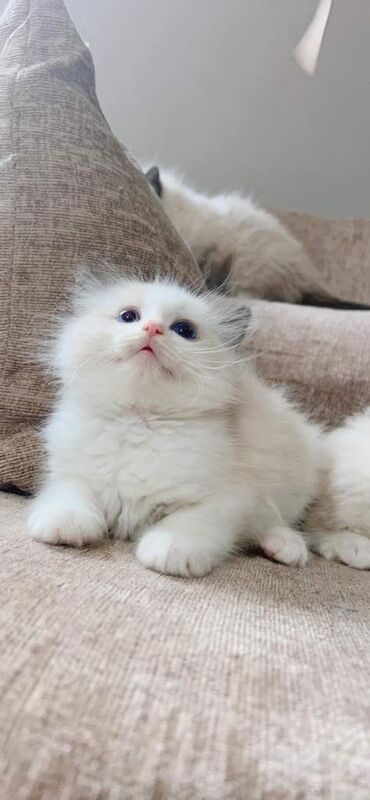 Pure Ragdoll kittens for sale