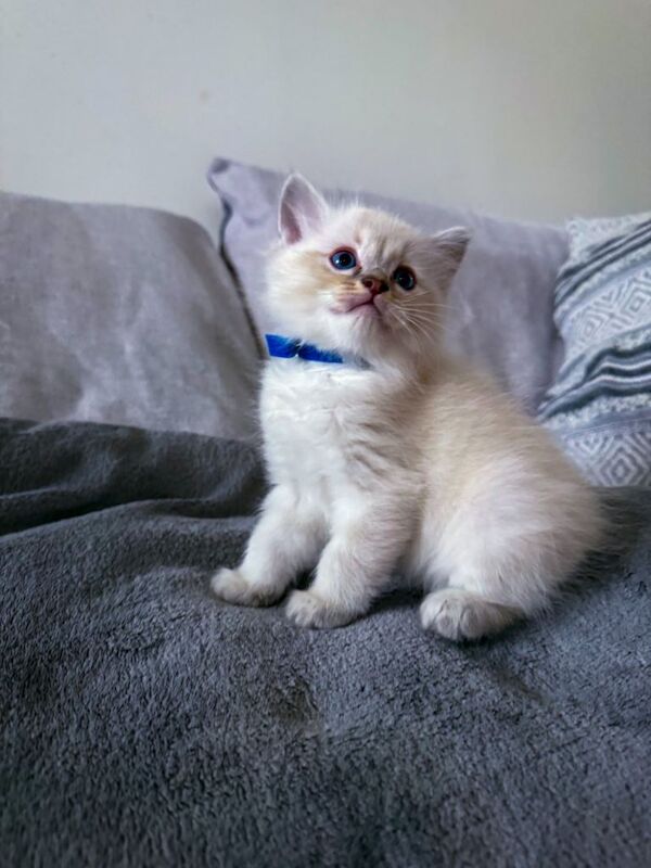 Ragdoll Kittens For Sale