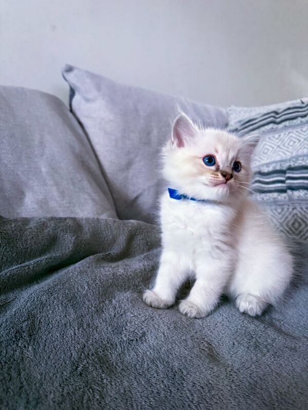 Pure Ragdoll Kittens for Sale – £800 - Image 2 of 5