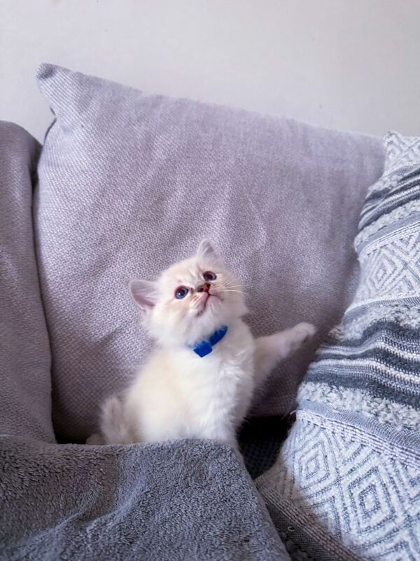 Pure Ragdoll Kittens for Sale – £800 - Image 3 of 5