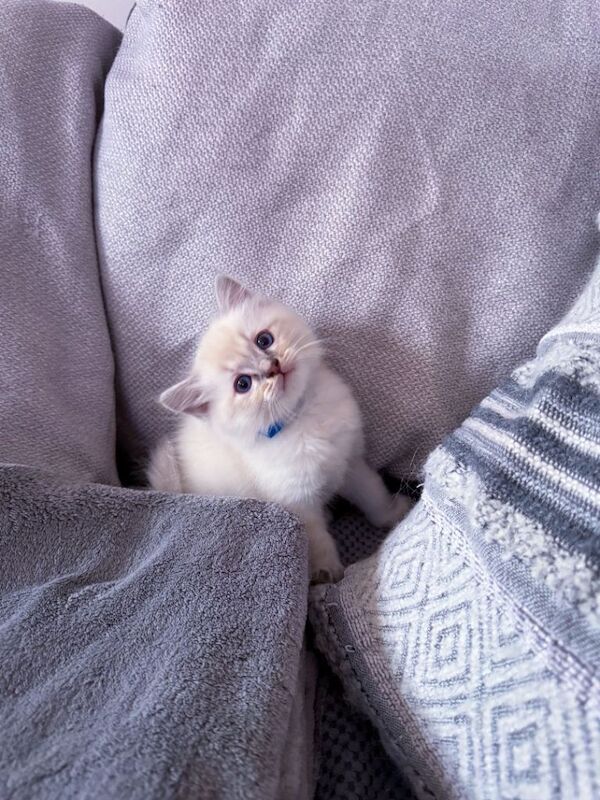 Pure Ragdoll Kittens for Sale – £800 - Image 4 of 5