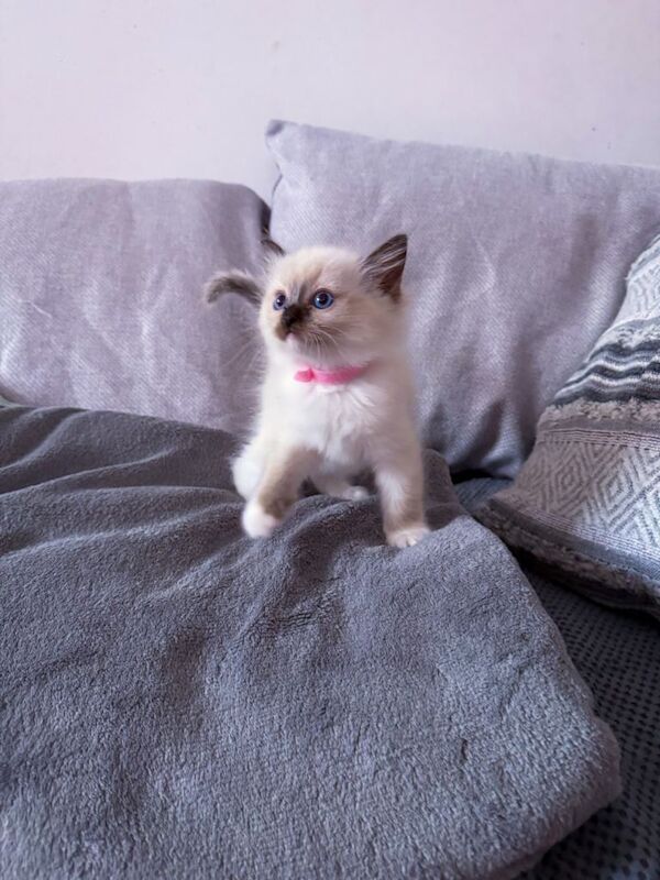 Pure Ragdoll Kittens for Sale – £800 - Image 5 of 5