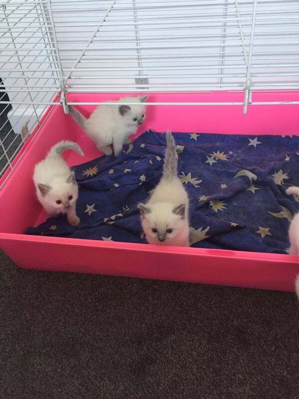 PURE RAGDOLL kittens GCCF parents - Image 2 of 3