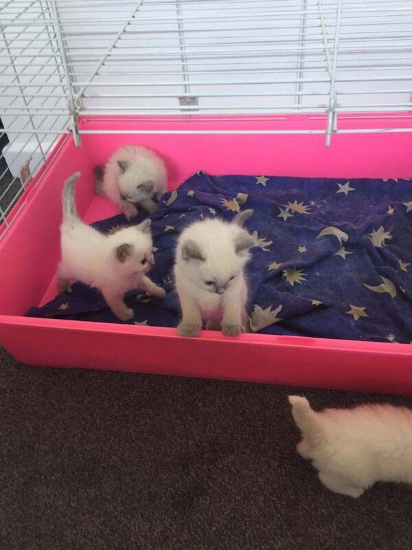 PURE RAGDOLL kittens GCCF parents - Image 3 of 3