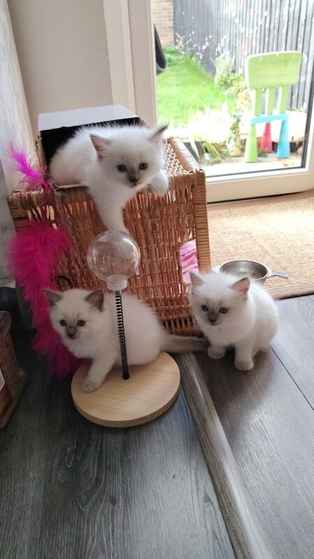 Ragdoll kittens for sale in Edinburgh, City of Edinburgh – 6 weeks old