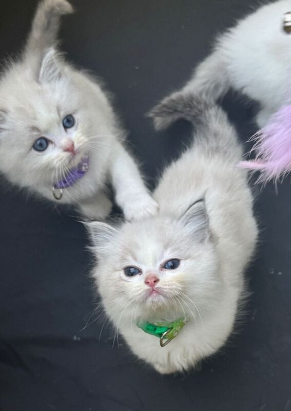 Ragdoll kittens for sale in Bexleyheath, Greater London – 6 weeks old