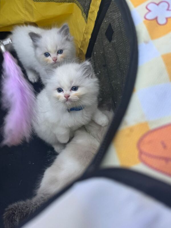 Ragdoll kittens for sale in Bexleyheath, Greater London – 6 weeks old - Image 2 of 5