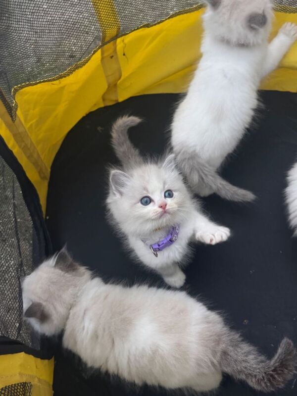 Ragdoll kittens for sale in Bexleyheath, Greater London – 6 weeks old - Image 3 of 5
