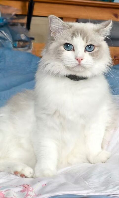 Ragdoll kittens for sale in Bexleyheath, Greater London – 6 weeks old - Image 4 of 5