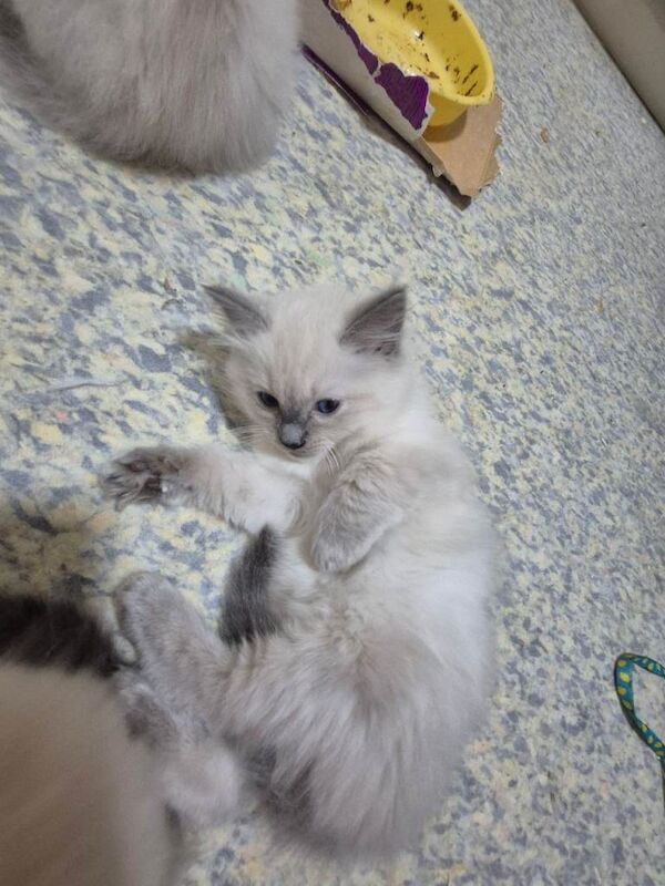 Ragdoll kittens for sale in High Wycombe, Buckinghamshire – 9 weeks old - Image 2 of 4