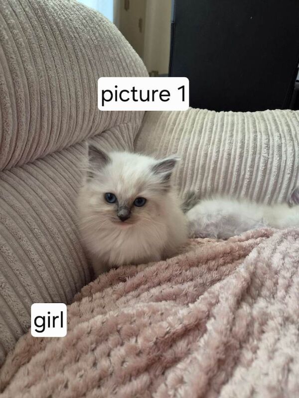 Ragdoll Kittens For Sale