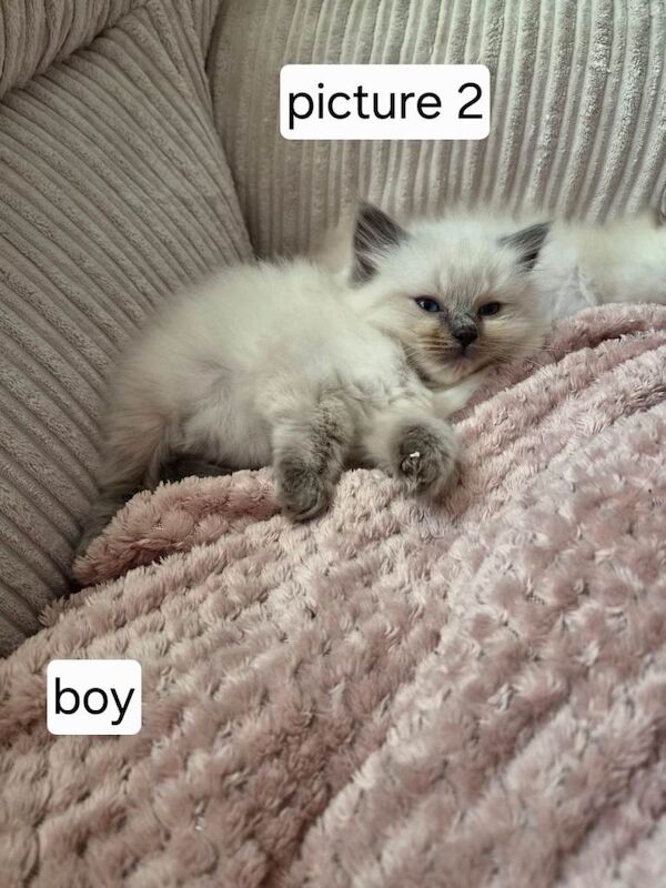 Pure ragdoll nearly 8 weeks - Image 2 of 6