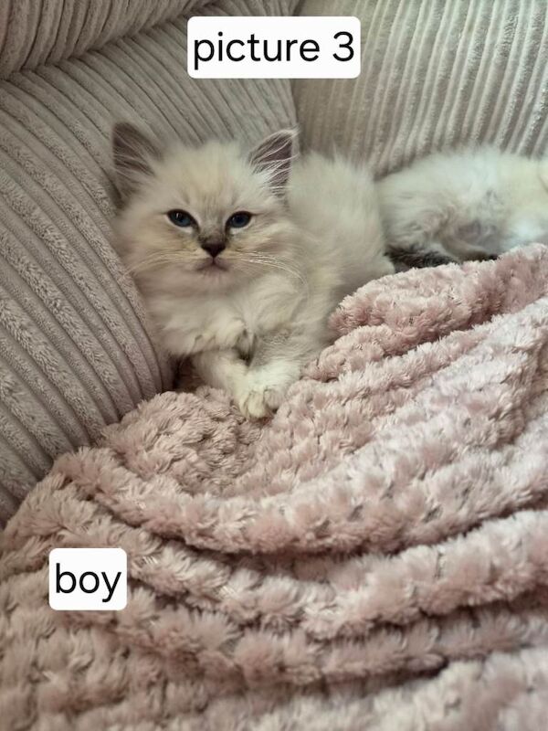 Pure ragdoll nearly 8 weeks - Image 3 of 6