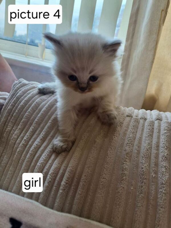 Pure ragdoll nearly 8 weeks - Image 4 of 6