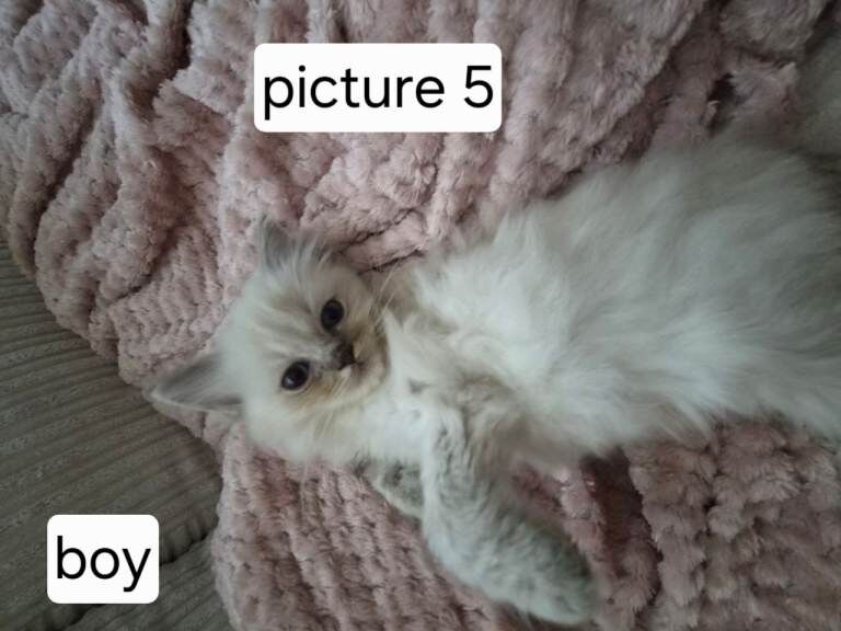 Pure ragdoll nearly 8 weeks - Image 5 of 6