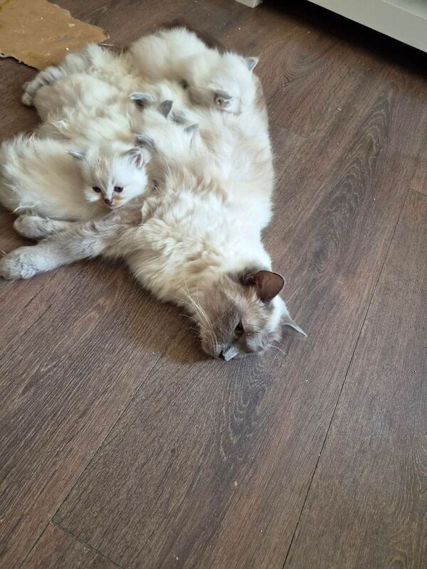 Pure ragdoll nearly 8 weeks - Image 6 of 6