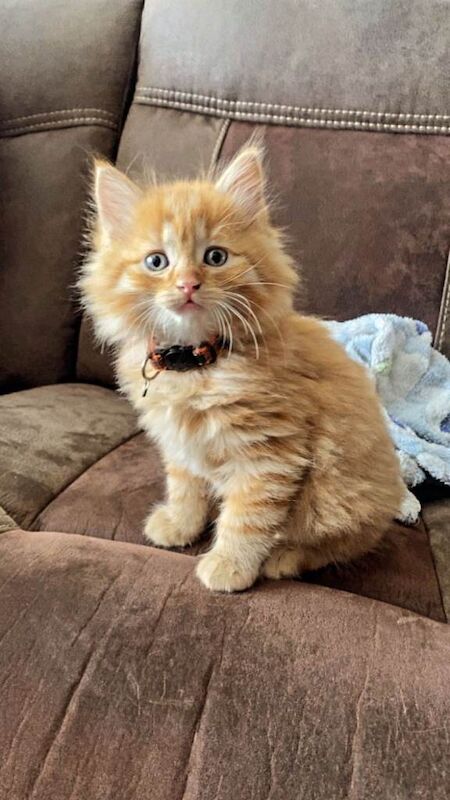 Ragdoll Kittens For Sale