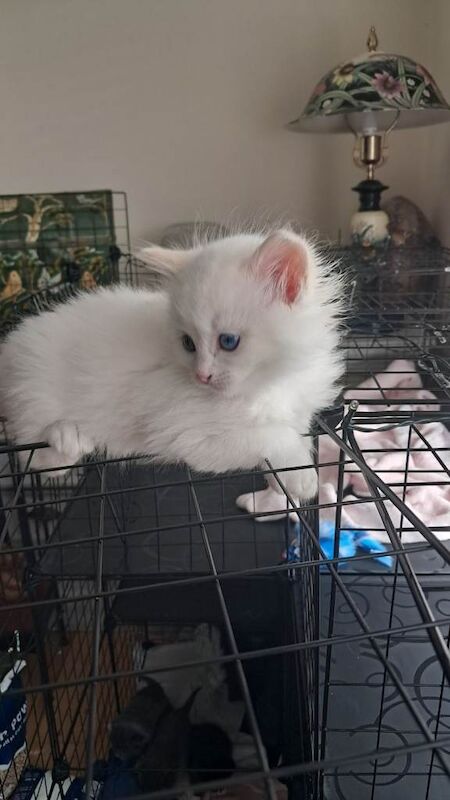 Pure ragdolls - Image 4 of 5